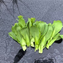 上海青苔