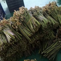 高黎贡山天然野生新鲜蕨菜，大自然的馈赠！！