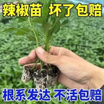 辣椒苗山东寿光苗厂直发各类辣椒苗精品壮苗直供农户