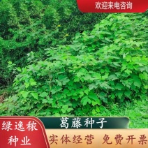 葛藤种子护坡种籽百花银背藤野葛根边坡绿化藤本植物沙土巩固