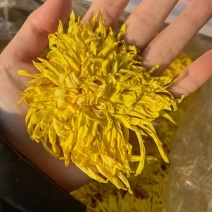 金丝皇菊常年供应大货菊花