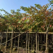 大叶紫薇5-18分，大量低价出售