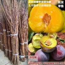 蜂糖李枝条五月脆李子枝条五月脆李子枝条早熟李子枝条