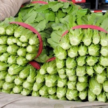 油麦菜河北精品油麦菜承接商超配货代发代加工全国市场