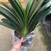 花草