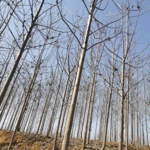 8公分紫花泡桐树
