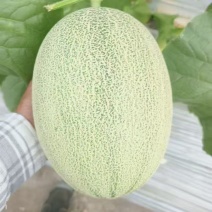哈密瓜