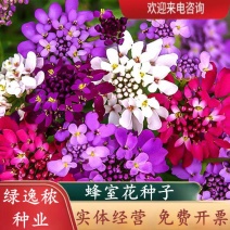 蜂室花种子矮生秋季物庭院屈曲花花籽花草室外花茂密观赏花坛