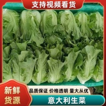 《优选推荐》安阳精品意大利生菜，对接商超电商全国发货