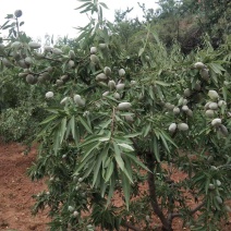 巴旦木树苗纸皮巴旦木苗基地保证品种可实地考察