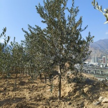 绿化苗木油橄榄甘肃苗木基地直供质量保证提供技术指导