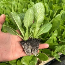 三青莴笋苗，青皮青叶青肉！全国可发货！成活率高！