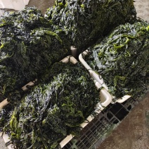山东威海荣成腌渍裙带菜叶，梗，可各种包装，可一件代发。
