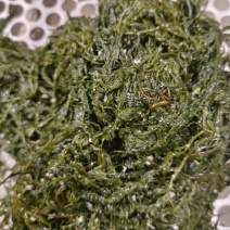 山东威海荣成腌渍马尾藻，今年的现货，支持一件代发欢迎垂询