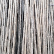 107速生杨