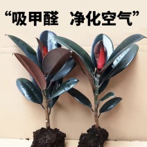 黑金刚橡皮树盆栽家庭室内客厅四季长青花卉净化空气绿色观叶