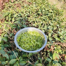鲜茶