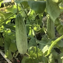 嫁接直杆羊角蜜博洋9博洋72系列品质保证