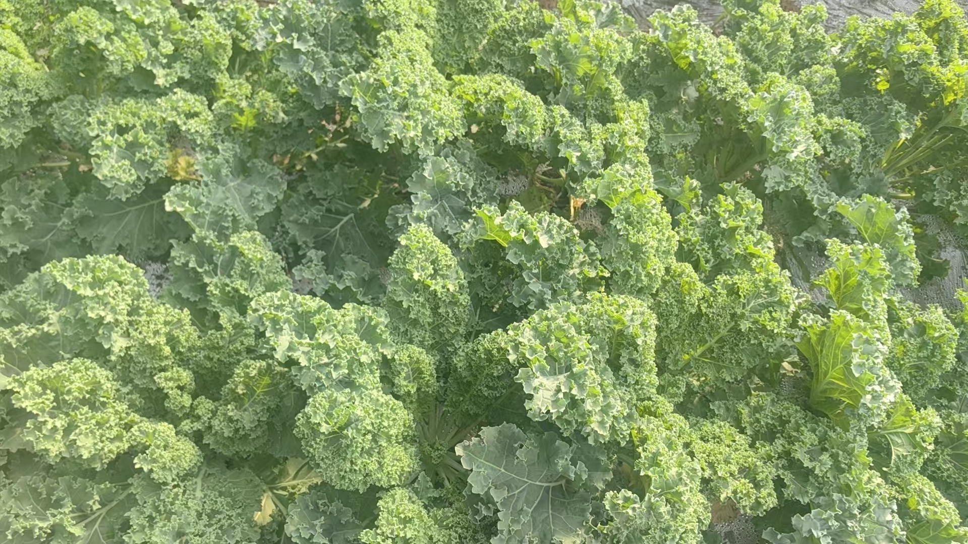 羽衣甘蓝植株特写