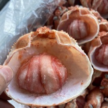 蟹宝、蟹肉、螃蟹