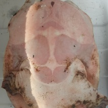 黄沙鳖原种一代种公