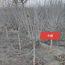 河北定州木槿矮杆丛生大拨花灌木绿化苗木树苗