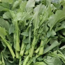 云南罗平新鲜油菜苔
