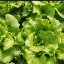 《优选推荐》安阳意大利生菜，对接商超电商，全国发货。