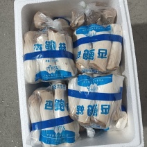 精品杏鲍菇一斤包装