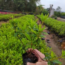 毛杜鹃