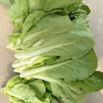 老家地里的白菜苔