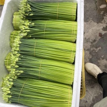 广西韭苔种植基地大量有货，