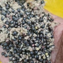 大通草种子24年当年采摘，出芽有保障