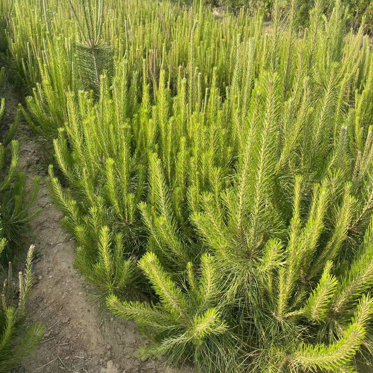 [油松苗批发]山东临沂莒南县松树苗 1.00元/棵油松苗 油松2 _ 一亩田