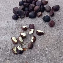 油茶子