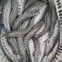 大量供应放生鱼