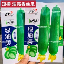 绿油美油丝瓜种子早熟杂交短棒油亮香丝瓜种子不黑汤油绿丝瓜