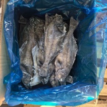 整条箭齿鲽，整条剑齿鲽。