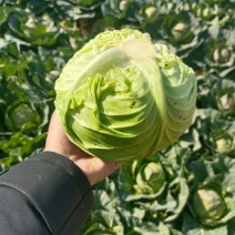 圆包菜