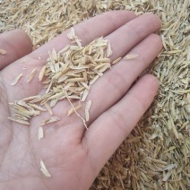 大量供应稻壳保质保量，量大从优