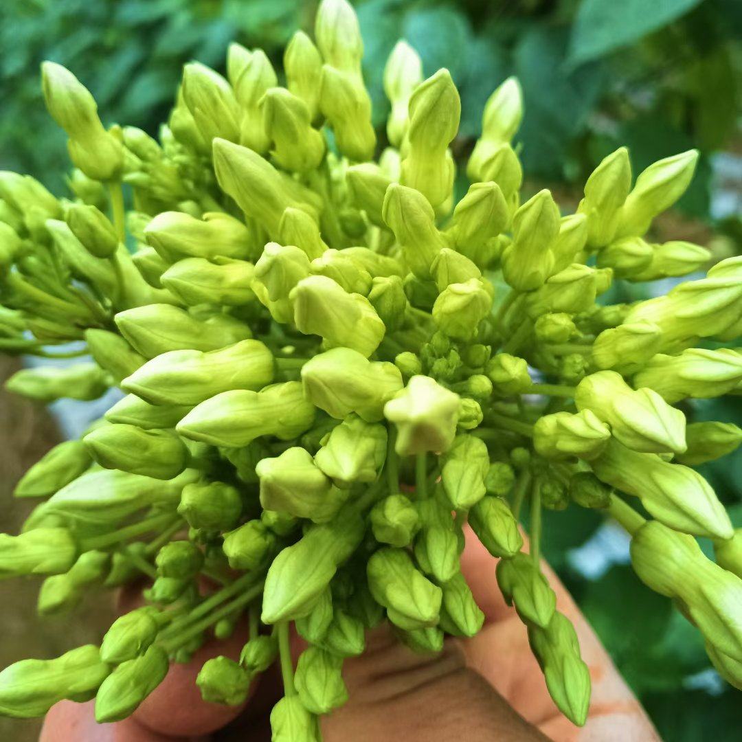 [夜香花批发]广西贺州平桂区夜香花 12.00元/斤夜香花 _ 一亩田