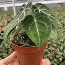 水晶花烛克莱恩自培品种，基地直供！