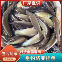 精品桂鱼垂钓路亚桂鱼丁桂鱼苗江苏鱼苗养殖基地