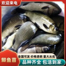 【精品鲫鱼】供钓场垂钓鲫鱼原塘口鲫鱼皮毛光亮