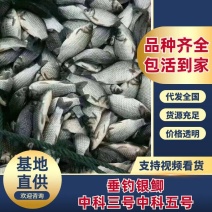 精品垂钓银鲫中科三号中科五号供钓场，原塘口鲫鱼皮毛光亮