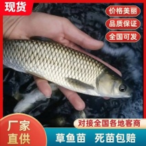 【草鱼苗】精品草鱼公分苗草混子淡水鱼基地直发