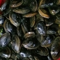 河蚌