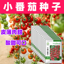 千禧小番茄种子圣女果种子农家庭院阳台种植蔬菜水果种子