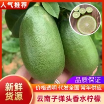 云南版纳子弹头香水柠檬现在已经大量成熟上市，欢迎前来合作