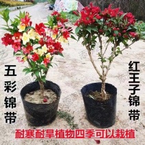 五彩锦带四季开花驱蚊庭院盆栽地栽树苗耐寒卖一送一